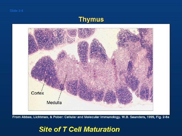 Site of T Cell Maturation 