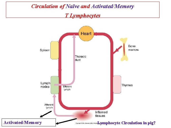 Circulation of Naïve and Activated/Memory T Lymphocytes Activated/Memory Lymphocyte Circulation in pig? 