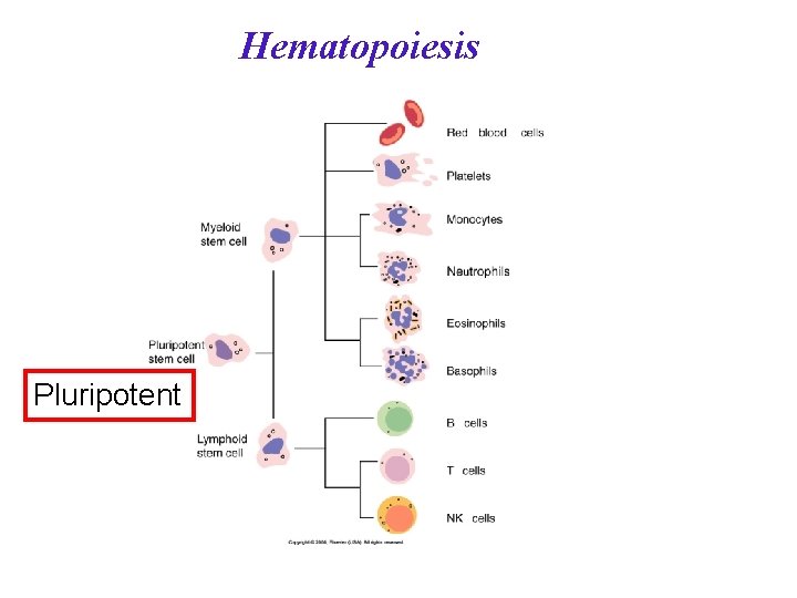 Hematopoiesis Pluripotent 