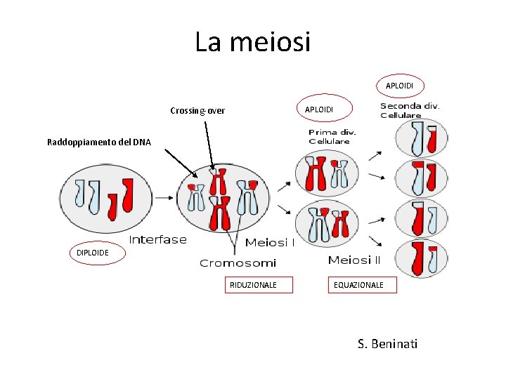 La meiosi APLOIDI Crossing-over APLOIDI Raddoppiamento del DNA DIPLOIDE RIDUZIONALE EQUAZIONALE S. Beninati 