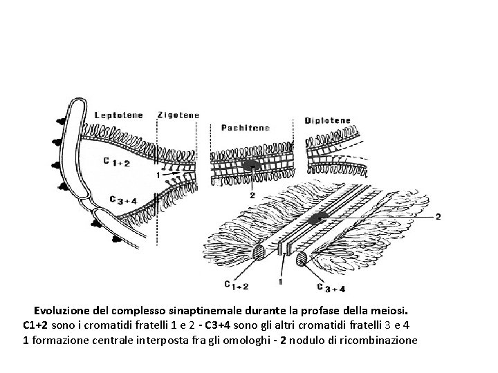 Evoluzione del complesso sinaptinemale durante la profase della meiosi. C 1+2 sono i cromatidi