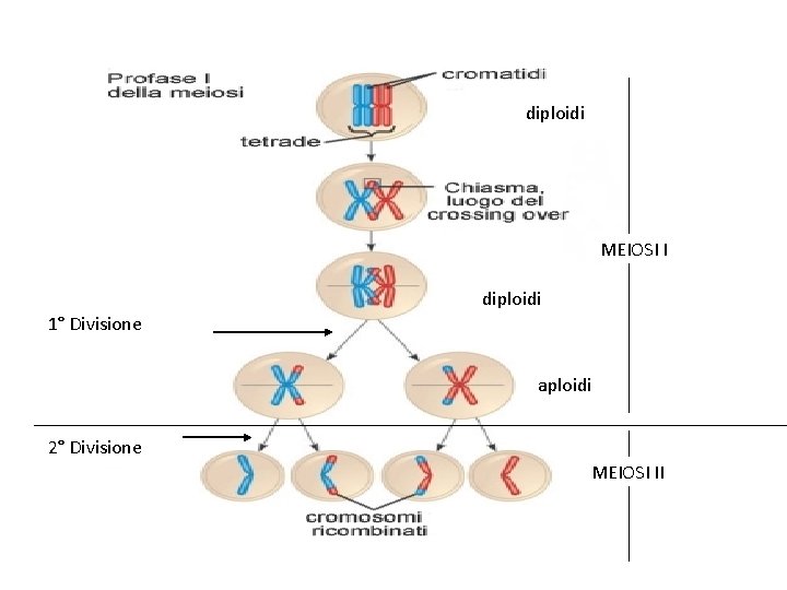 diploidi MEIOSI I diploidi 1° Divisione aploidi 2° Divisione MEIOSI II 