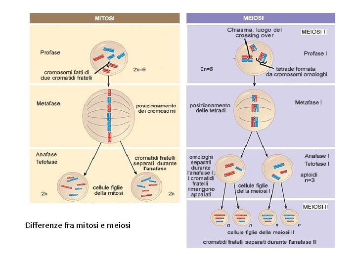 Differenze fra mitosi e meiosi 