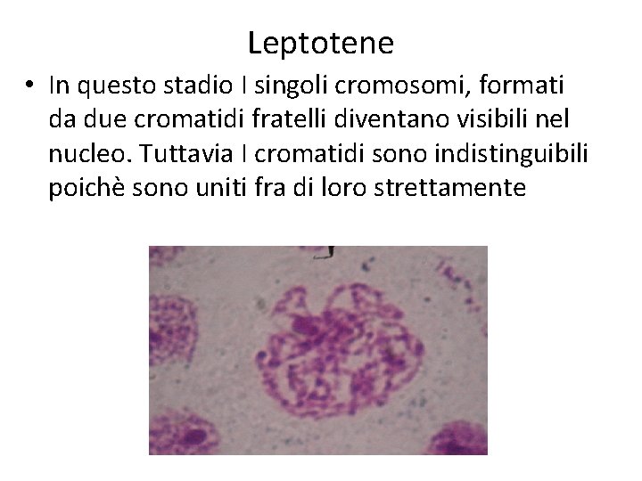 Leptotene • In questo stadio I singoli cromosomi, formati da due cromatidi fratelli diventano