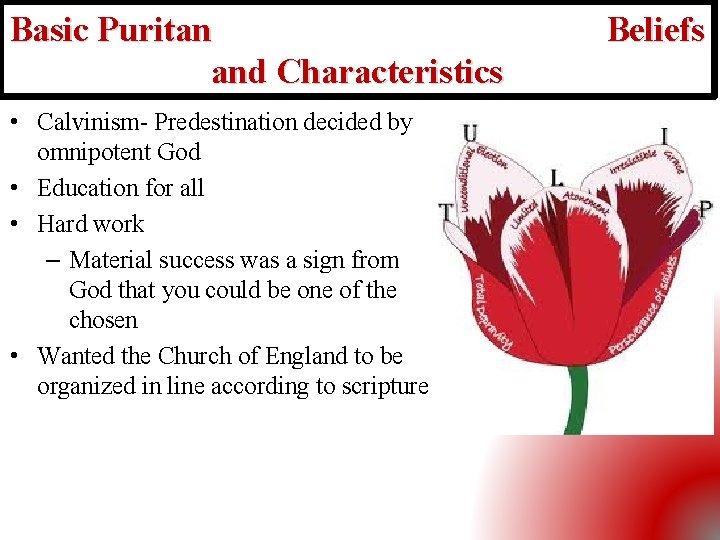 Basic Puritan and Characteristics • Calvinism- Predestination decided by omnipotent God • Education for