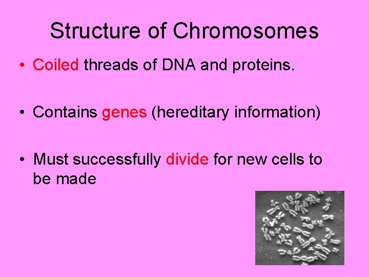 Dna Thread Cell Growth and Division The Cell Cycle Mitosis