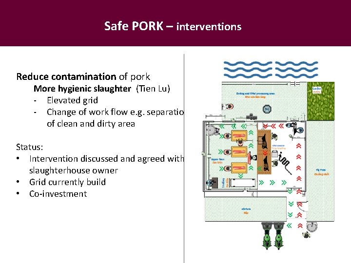 Safe PORK – interventions Reduce contamination of pork More hygienic slaughter (Tien Lu) -