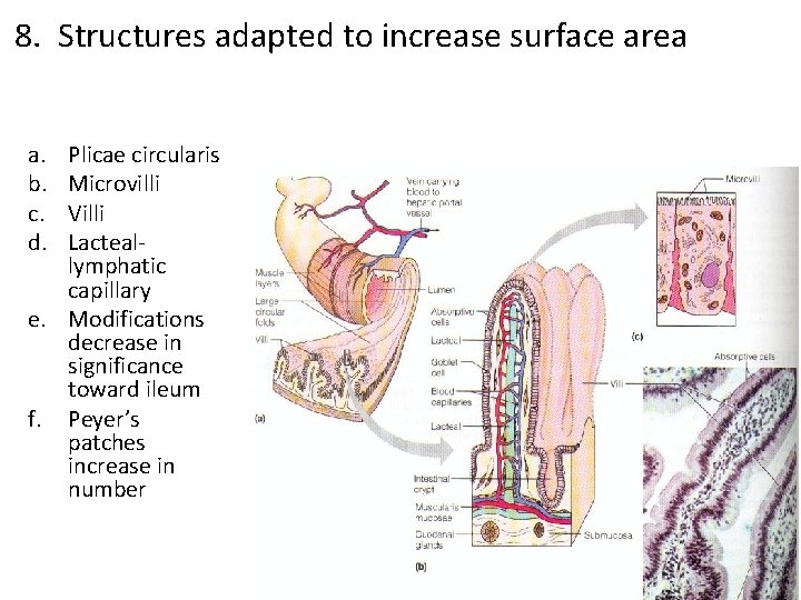8. Structures adapted to increase surface area a. b. c. d. Plicae circularis Microvilli