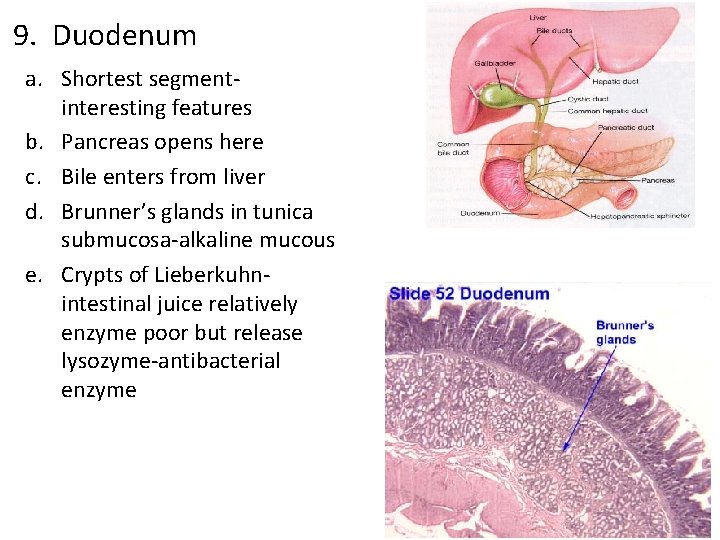 9. Duodenum a. Shortest segmentinteresting features b. Pancreas opens here c. Bile enters from