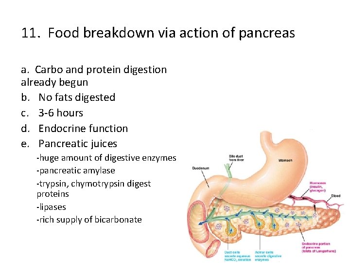 11. Food breakdown via action of pancreas a. Carbo and protein digestion already begun