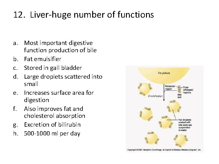 12. Liver-huge number of functions a. Most important digestive function production of bile b.