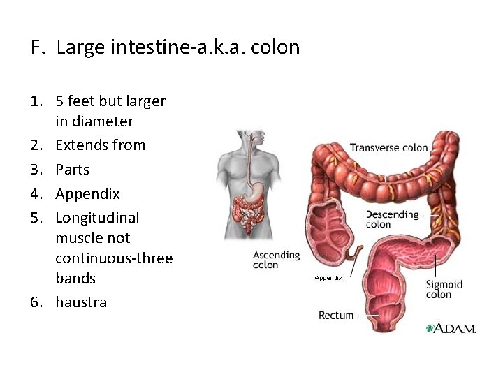 F. Large intestine-a. k. a. colon 1. 5 feet but larger in diameter 2.