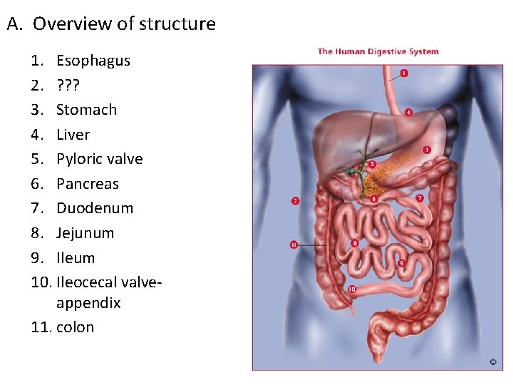 A. Overview of structure 1. Esophagus 2. ? ? ? 3. Stomach 4. Liver