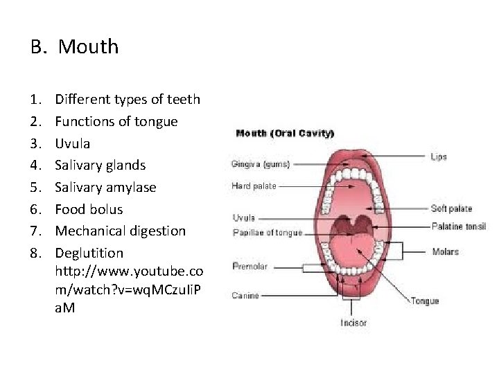 B. Mouth 1. 2. 3. 4. 5. 6. 7. 8. Different types of teeth