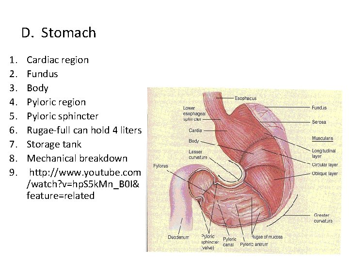 D. Stomach 1. 2. 3. 4. 5. 6. 7. 8. 9. Cardiac region Fundus