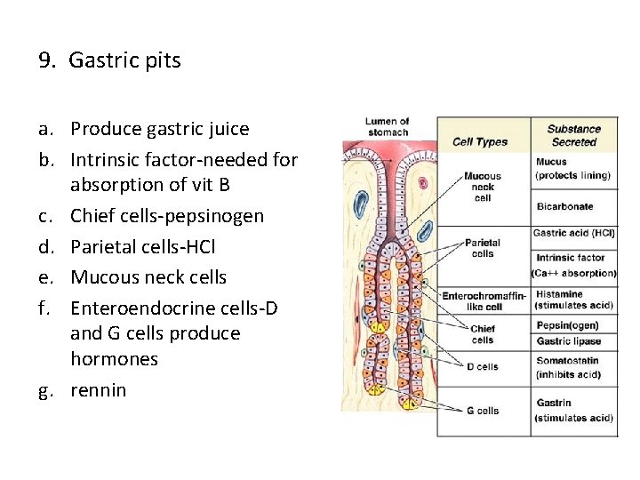 9. Gastric pits a. Produce gastric juice b. Intrinsic factor-needed for absorption of vit