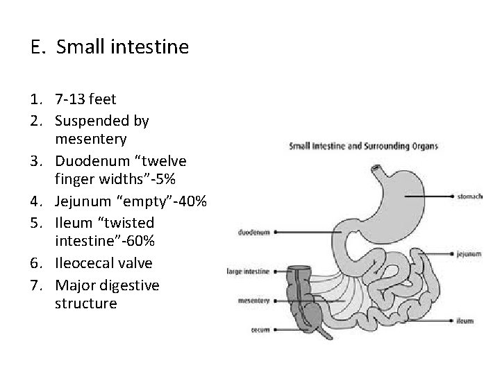 E. Small intestine 1. 7 -13 feet 2. Suspended by mesentery 3. Duodenum “twelve