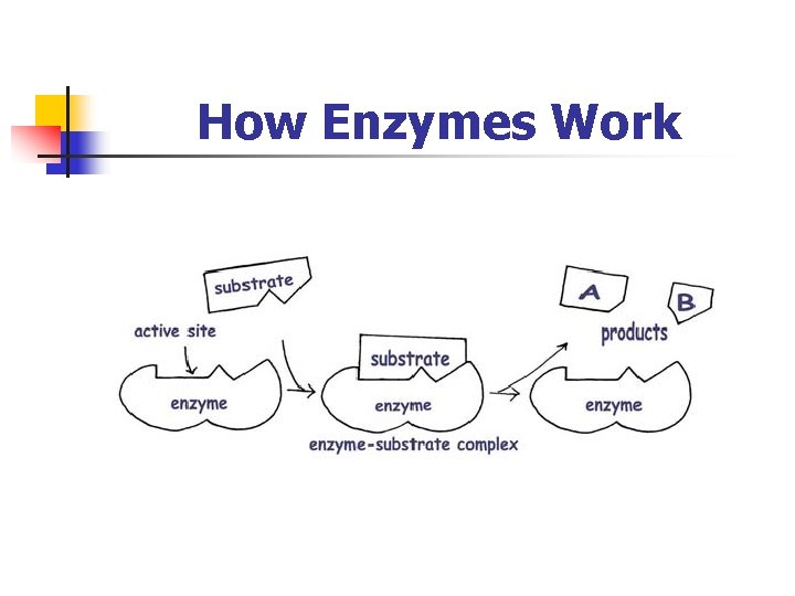 How Enzymes Work 