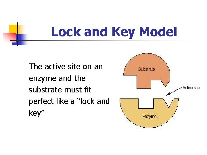 Lock and Key Model The active site on an enzyme and the substrate must