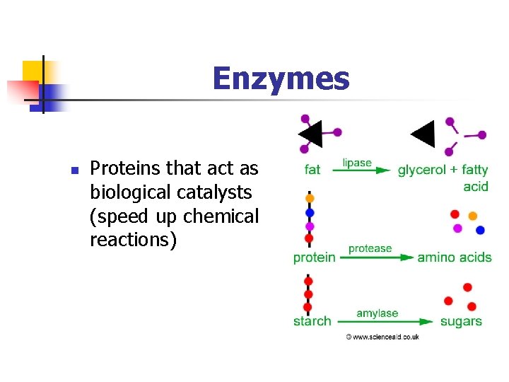 Enzymes n Proteins that act as biological catalysts (speed up chemical reactions) 