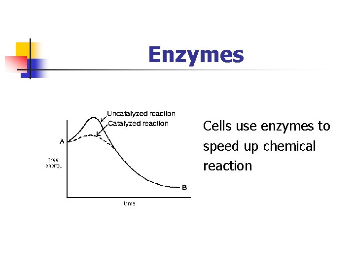 Enzymes Cells use enzymes to speed up chemical reaction 