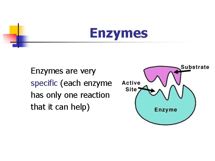 Enzymes are very specific (each enzyme has only one reaction that it can help)