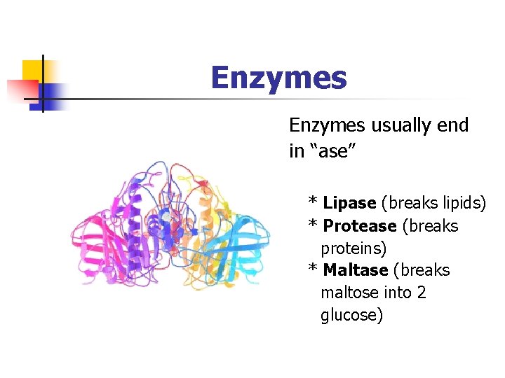 Enzymes usually end in “ase” * Lipase (breaks lipids) * Protease (breaks proteins) *