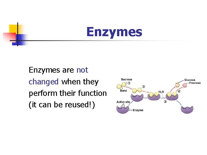 Enzymes are not changed when they perform their function (it can be reused!) 