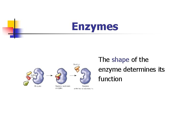 Enzymes The shape of the enzyme determines its function 