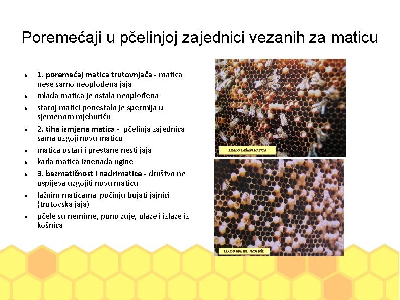 Poremećaji u pčelinjoj zajednici vezanih za maticu 1. poremećaj matica trutovnjača - matica nese