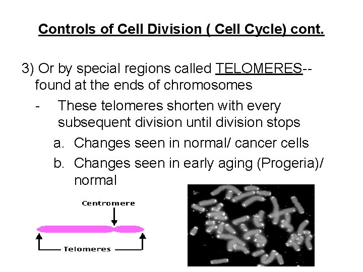 Controls of Cell Division ( Cell Cycle) cont. 3) Or by special regions called