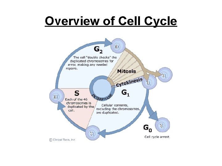 Overview of Cell Cycle 