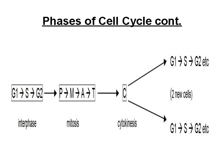 Phases of Cell Cycle cont. 