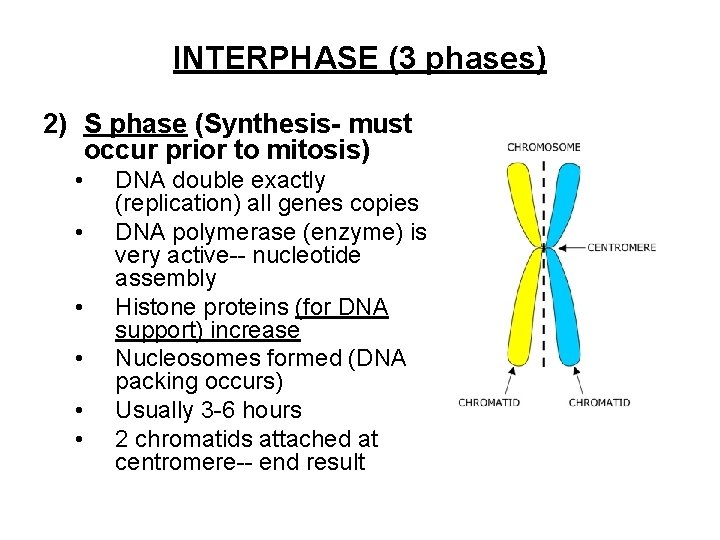 INTERPHASE (3 phases) 2) S phase (Synthesis- must occur prior to mitosis) • •