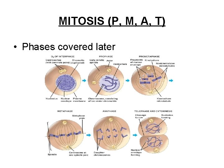MITOSIS (P, M, A, T) • Phases covered later 