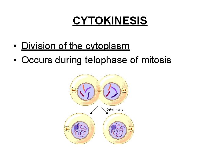 CYTOKINESIS • Division of the cytoplasm • Occurs during telophase of mitosis 