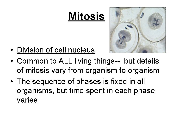 Mitosis • Division of cell nucleus • Common to ALL living things-- but details