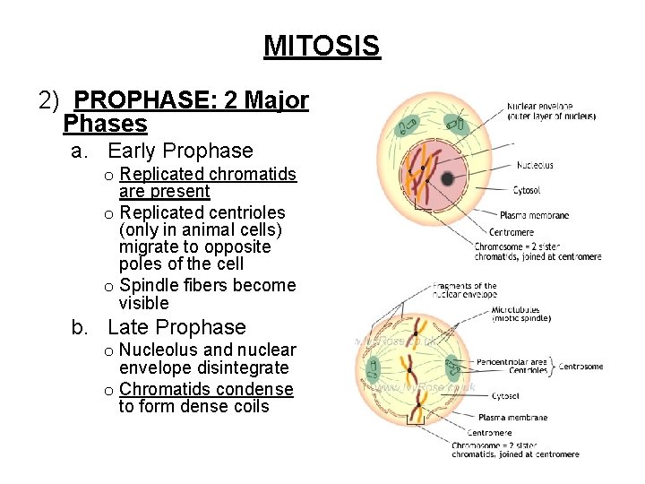 MITOSIS 2) PROPHASE: 2 Major Phases a. Early Prophase o Replicated chromatids are present