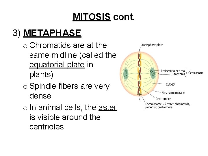 MITOSIS cont. 3) METAPHASE o Chromatids are at the same midline (called the equatorial