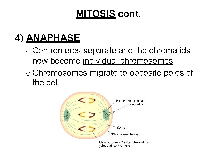 MITOSIS cont. 4) ANAPHASE o Centromeres separate and the chromatids now become individual chromosomes