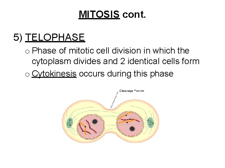 MITOSIS cont. 5) TELOPHASE o Phase of mitotic cell division in which the cytoplasm