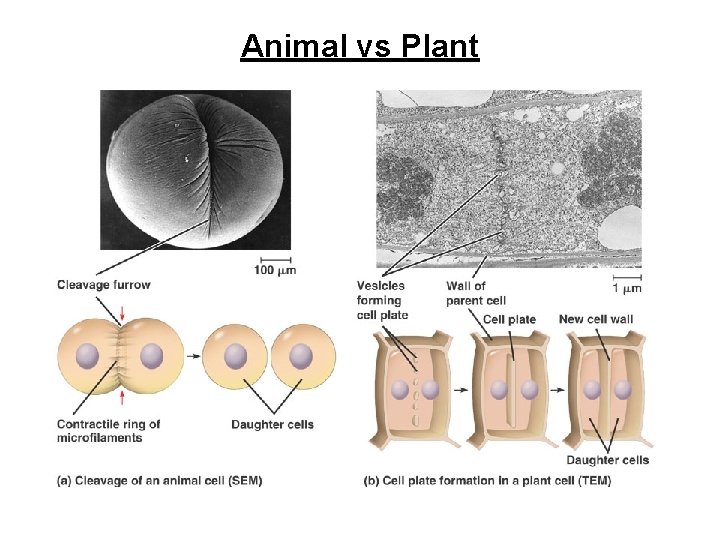 Animal vs Plant 