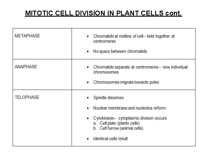 MITOTIC CELL DIVISION IN PLANT CELLS cont. 