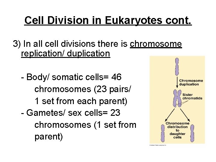 Cell Division in Eukaryotes cont. 3) In all cell divisions there is chromosome replication/