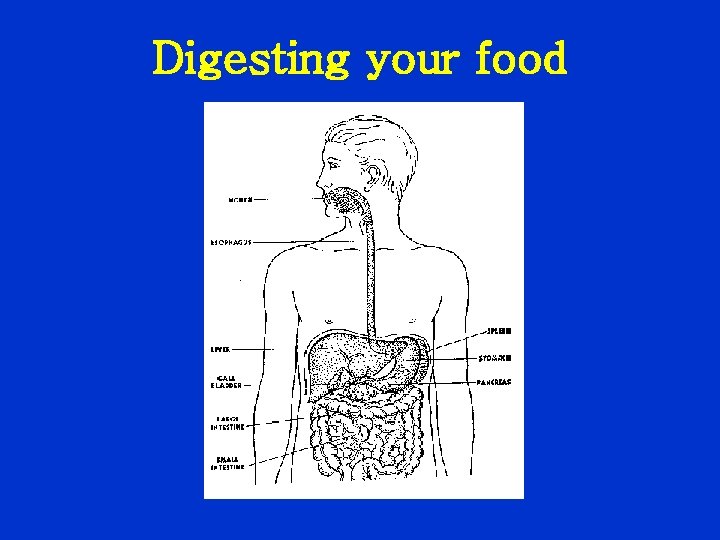 Digesting your food 