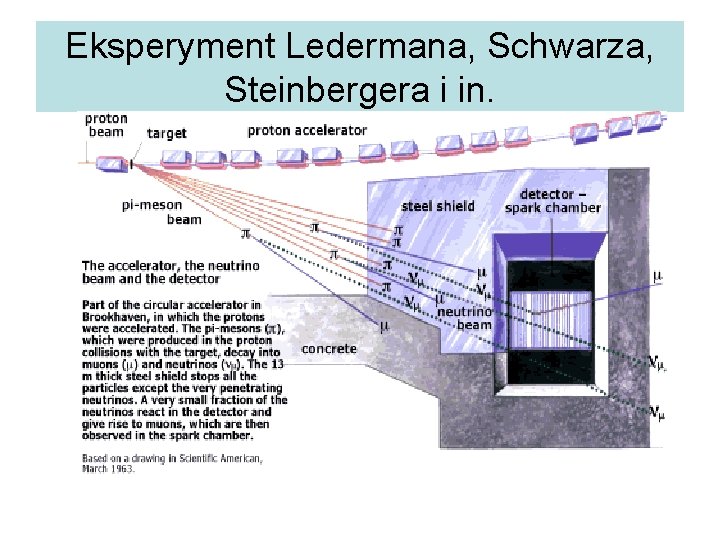 Eksperyment Ledermana, Schwarza, Steinbergera i in. 