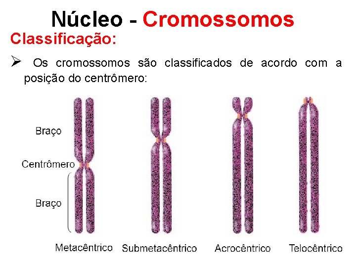 Núcleo - Cromossomos Classificação: Ø Os cromossomos são classificados de acordo com a posição