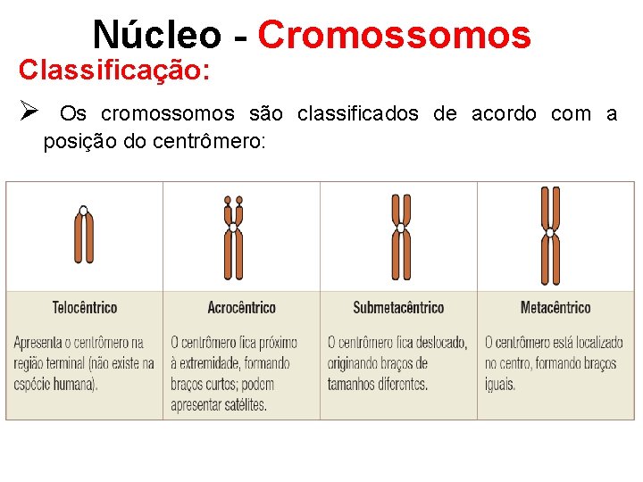 Núcleo - Cromossomos Classificação: Ø Os cromossomos são classificados de acordo com a posição