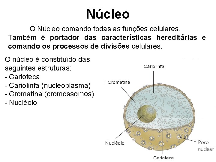 Núcleo O Núcleo comando todas as funções celulares. Também é portador das características hereditárias
