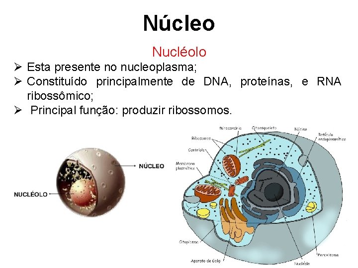 Núcleo Nucléolo Ø Esta presente no nucleoplasma; Ø Constituído principalmente de DNA, proteínas, e